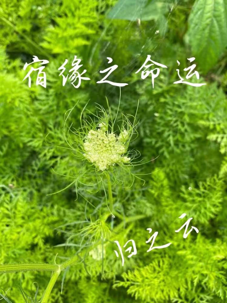 宿命之缘是什么