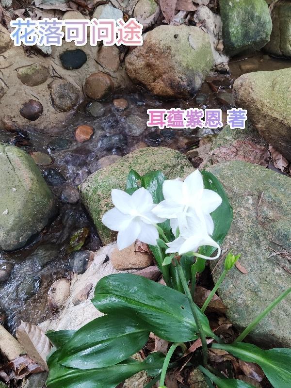 花落至今